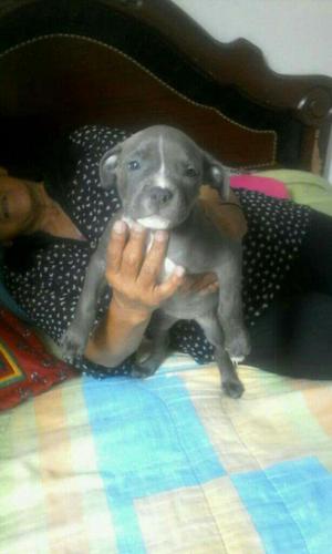 Pitbul Crusado American Bully Rasa Pura