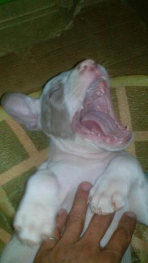 Pitbull American Stanford