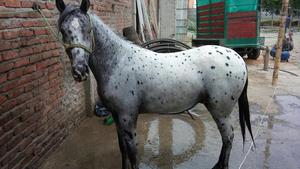 Potro Appaloosa