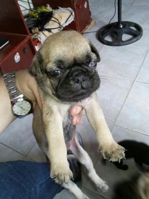 Pug Carlino