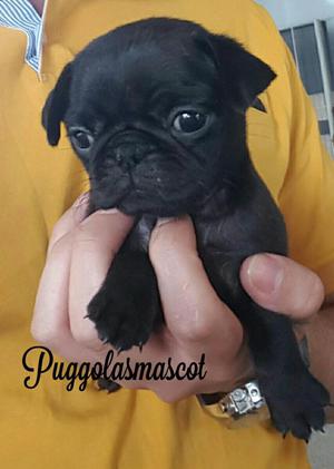 Pug Mini Negro