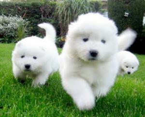 Samoyedos