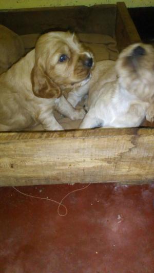 Se Venden Cocker Spaniel