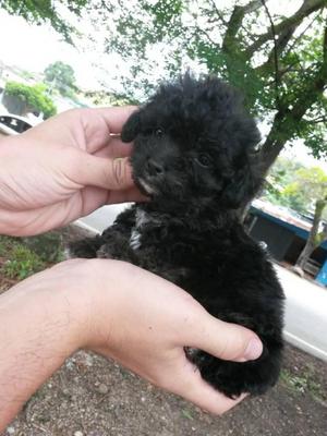 VENDO PRECIOSA CACHORRITA MINITOY NEGRITA 