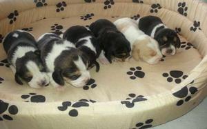 VENTA DE PRECIOSOS CACHORROS BEAGLE TRICOLOR