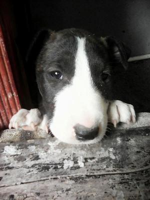 Vendo Hermosos Bullterrier