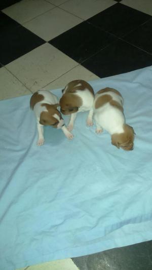 Vendo Jack Russell Terrier