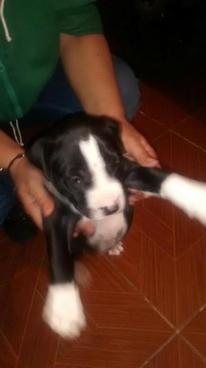 Vendo Pitbullterri Hermoso