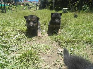 Venta Hermosos Cachorros Pastor Aleman