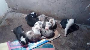 Venta de Estos Hermosos Cachorros