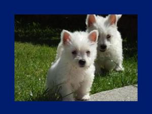 West Highland White Terrier hembras y machos, otras razas
