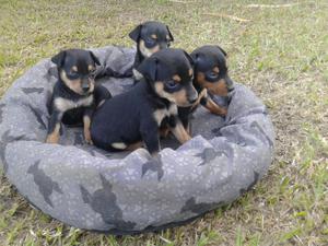 cachorros pincher miniatura para la venta