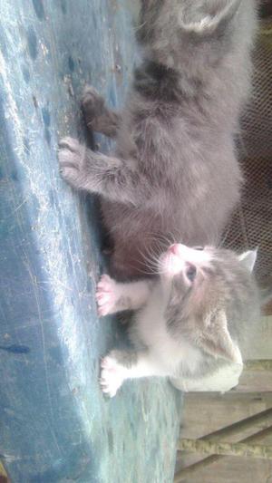 gatico gris de dos meses