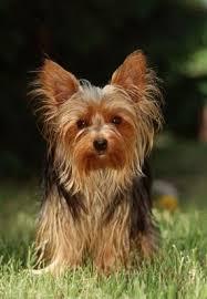 vendo perro yorkie cachorro bonito, educado y cariñoso