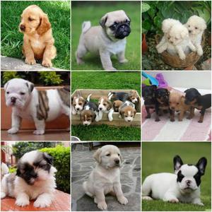 venta de cachorros de todas las razas