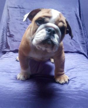 Cachorro Bulldog Ingles