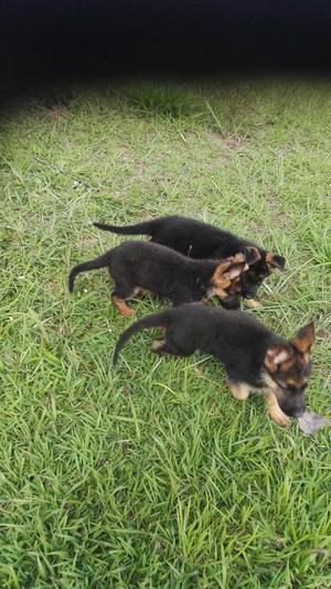 Cachorros Pastor Aleman