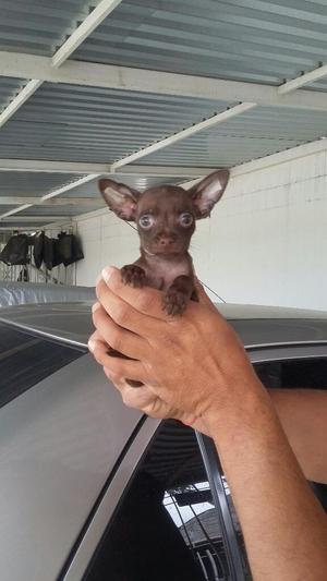 Expectacular Pincher Chihuahua