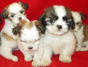 FINOS EXTREMOS MACHUDOS CACHORRITOS SHITZU TRICOLOR