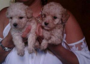French Poodle Macho Y Hembra