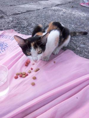 Gatita en Adopcion