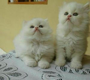 Hermosos Gaticos Persa