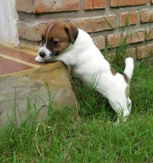 Hermosos Yack Russell Terrier Patas Cort
