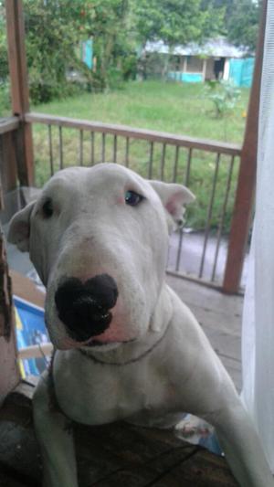 Lindo.jugueton.puro Amor.bull Terrier.