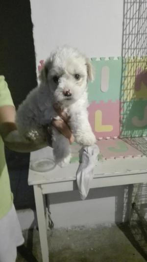 Mini Toy French Poodle
