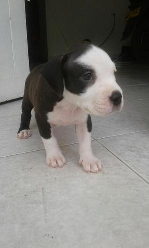 Perrita Pitbull Stanford Buena Genetica