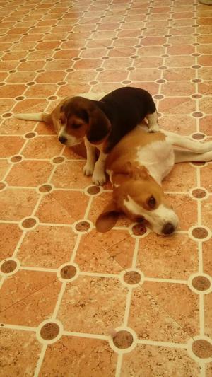 Perros Beagle Ala Venta