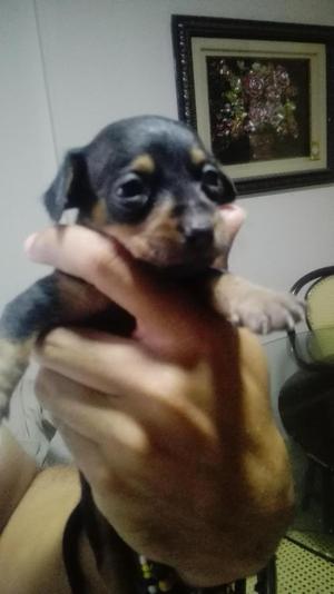 SE VENDEN PERROS PINCHER MINI A BUEN PRECIO BARRANQUILLA DEL