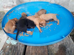 Se Venden Cachorros para La Caceria