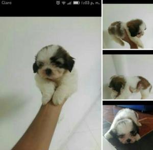 Shih Tzu