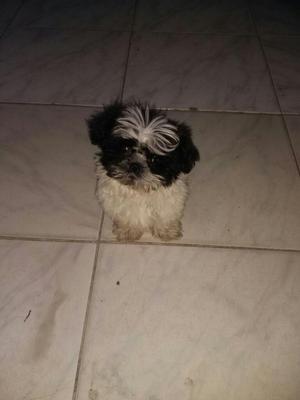 Shih Tzu Macho Mini Entrega Ya