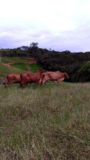 Vacas Brahman Rojo