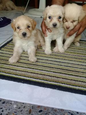 Vendo Cachorros French Poodle