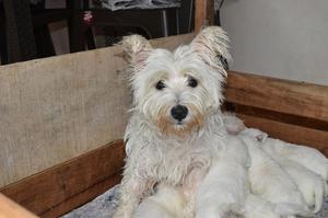 West Highland Terrier