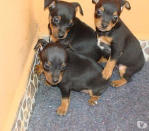 Enamorese De Cachorros Lindos Pincher Mini