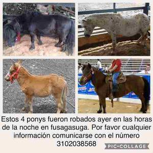 Se Buscan 4 Ponys Desaparecidos