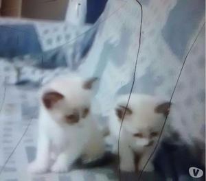 Gaticos blancos cruzados de siamés en adopción