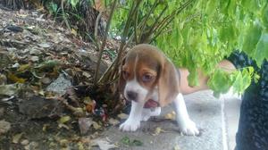 Beagles Tricolor de Criadero Certificado