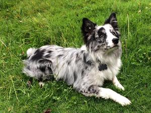 Border Collie Busco Novia