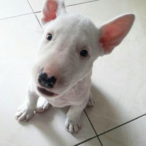 Bull Terrier Hembras Y Machos