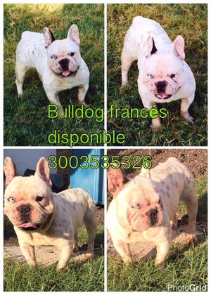 Bulldog Frances en Venta