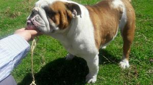 Bulldog Ingles para Monta