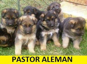 CACHORROS ALEMAN EN VENTA!!!!