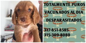 CACHORROS COCKER SPANIEL EN VENTA