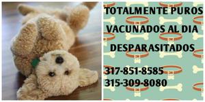 CACHORROS POODLE A LA VENTA