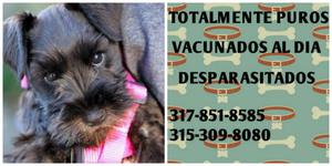 CACHORROS SCHNAUZER A LA VENTA